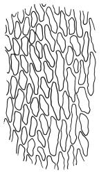Campylopus clavatus, laminal cells c. 800 µm above insertion. Drawn from A.J. Fife 6327, CHR 103424.
 Image: R.C. Wagstaff © Landcare Research 2018 